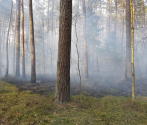 Pożar lasu w DPN-  3.04.2019  fot. M. Bielatko (5).jpg
