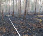 Pożar lasu w DPN-  3.04.2019  fot. M. Bielatko (6).jpg