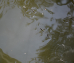 Pluskwiaki żyjące na powierzchni wody (fot. A. Łabędzki).jpg