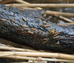 Gotowe do zbioru larwy na wyjętym z wody kawałku drewna (fot. A. Łabędzki).jpg