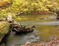Rzeka Drawa- Jesień, fot. Marcin Bielatko