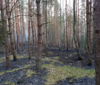 Pożar lasu w DPN-  3.04.2019  fot. M. Bielatko (2).jpg