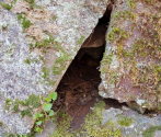 Gniazdo z pisklętami pliszki górskiej. Fot. M. Bielatko.jpg