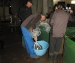 6. pakowanie ryb do worków fot. J. Gancarczyk.JPG
